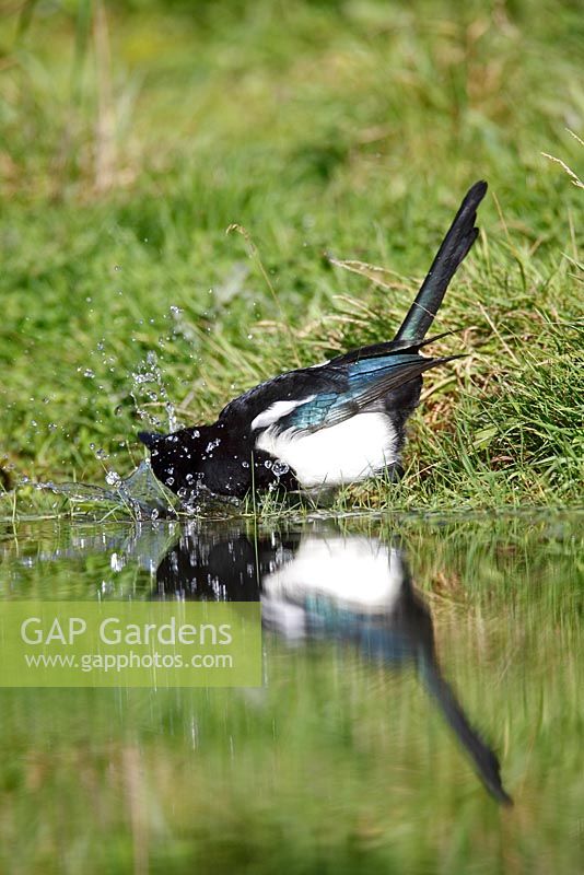 Pica pica - Magpie bathing in a garden pond