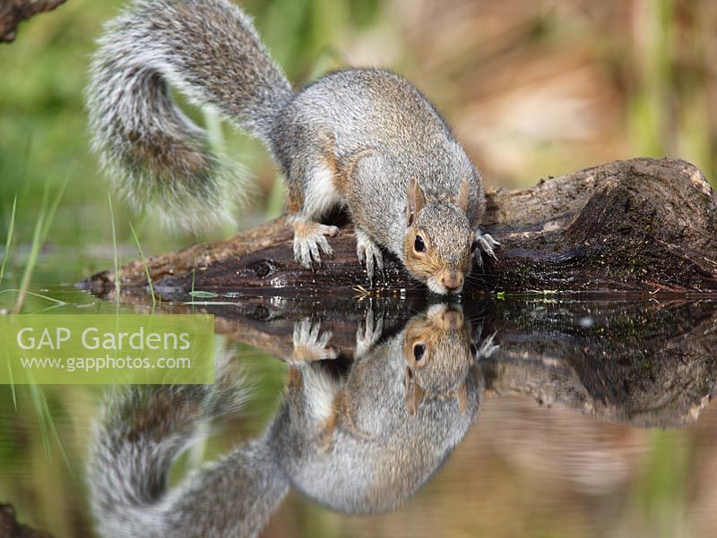 Scuirus carolinensis - Grey squirrel drinking from garden pond