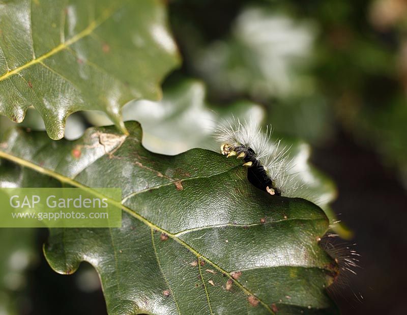 Calliteara pudibunda - Pale Tussock on Oak leaf