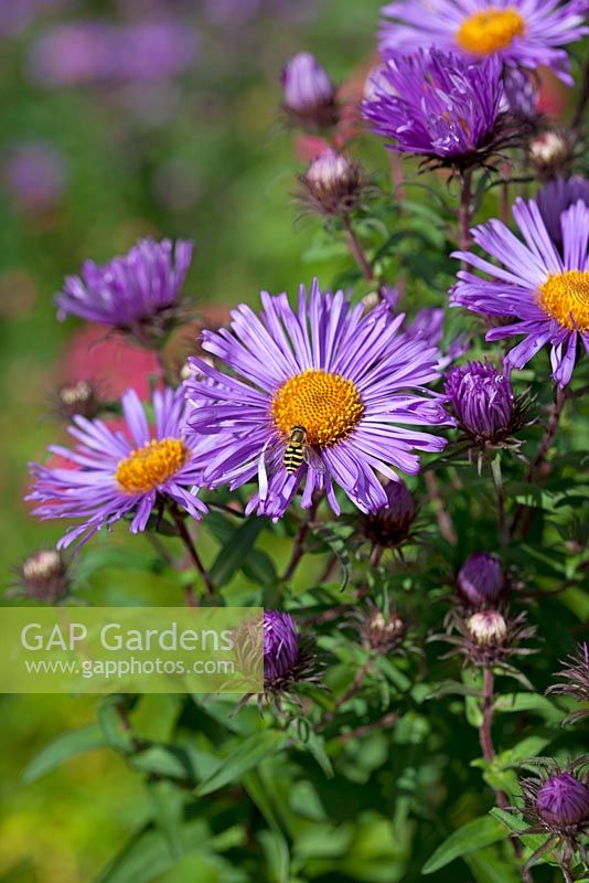 Aster novae-angliae 'Barr's Blue' and Hoverfly