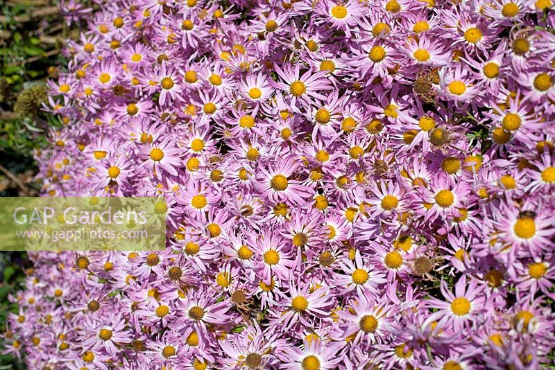 Chrysanthemum 'Pink Procession' in late October