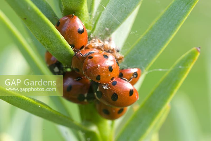 Coccinella septempunctata - Seven spot ladybirds overwintering on Wolleni Pine