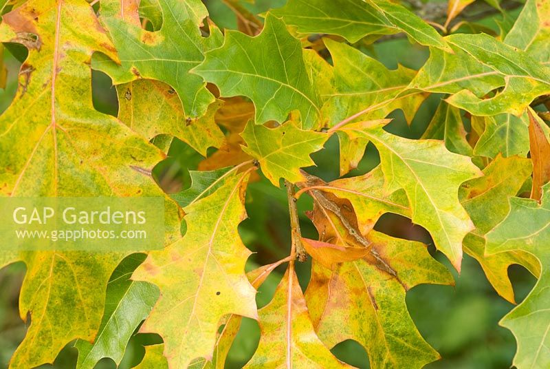 Quercus nuttallii - Nutall Oak