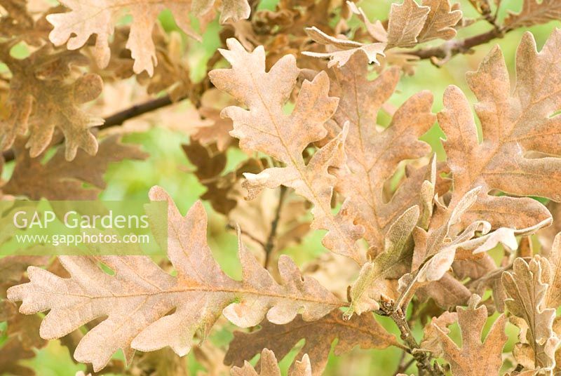 Quercus pyrenaica - Pyrenean Oak