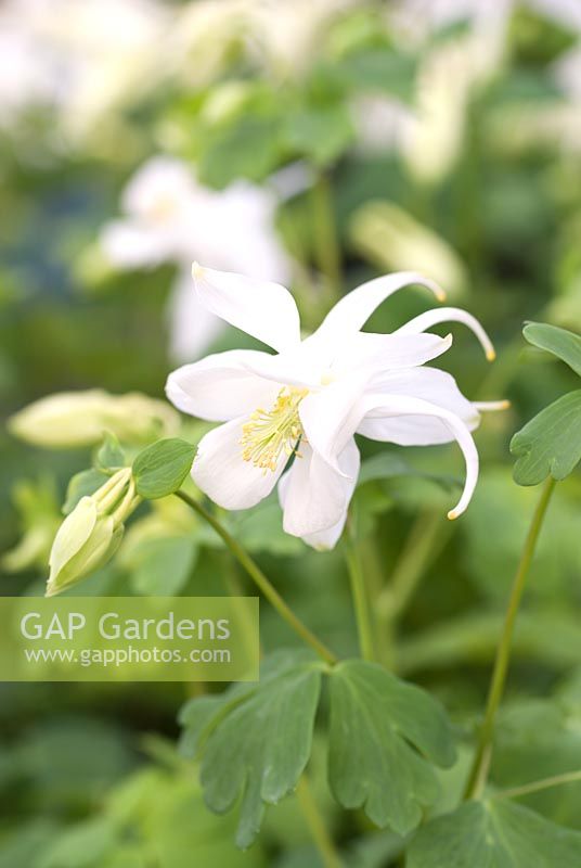 Aquilegia Butterfly Series 'White Admiral'