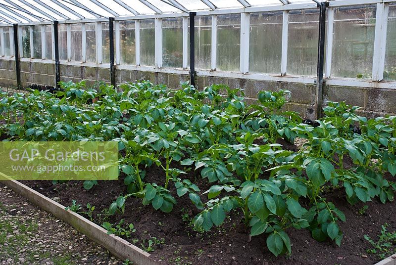 Potatoes growing in a glasshouse