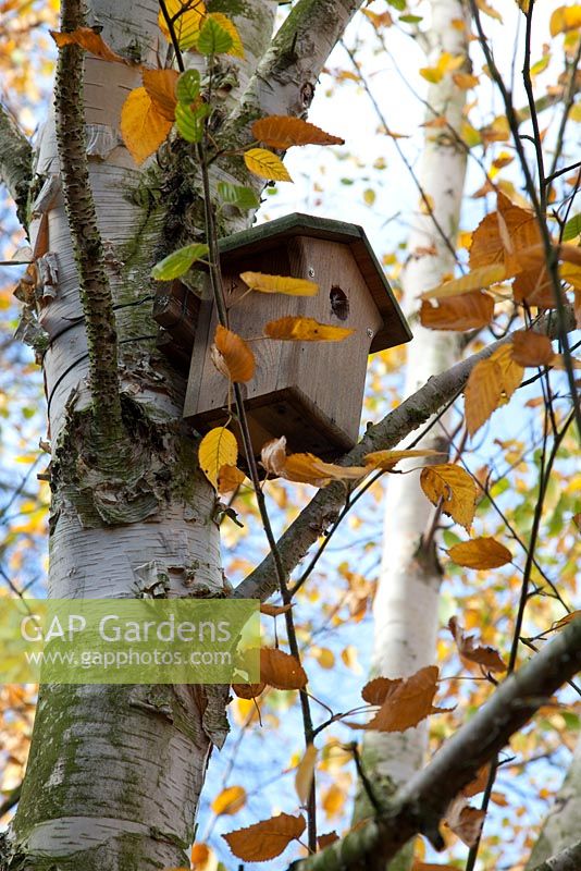 Bird box in silver birch tree
