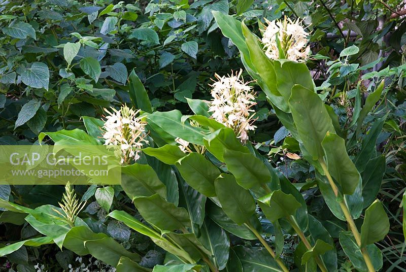 Hedychium coccineum - Ginger Lily