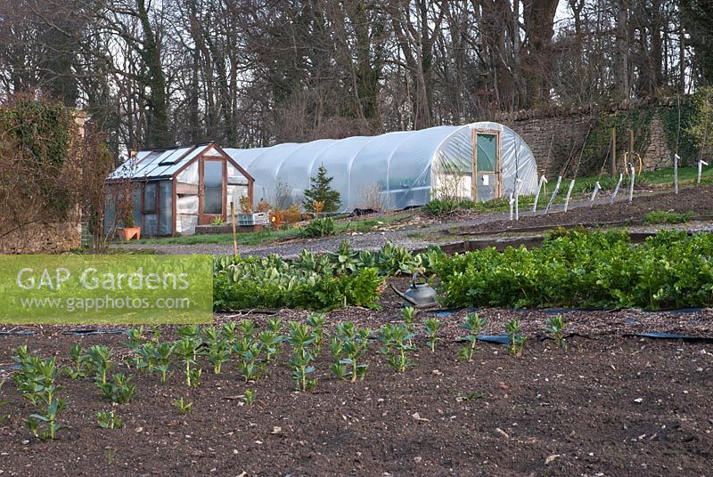 Vegetable plot in Spring including rows of broad beans, a greenhouse and polytunnel