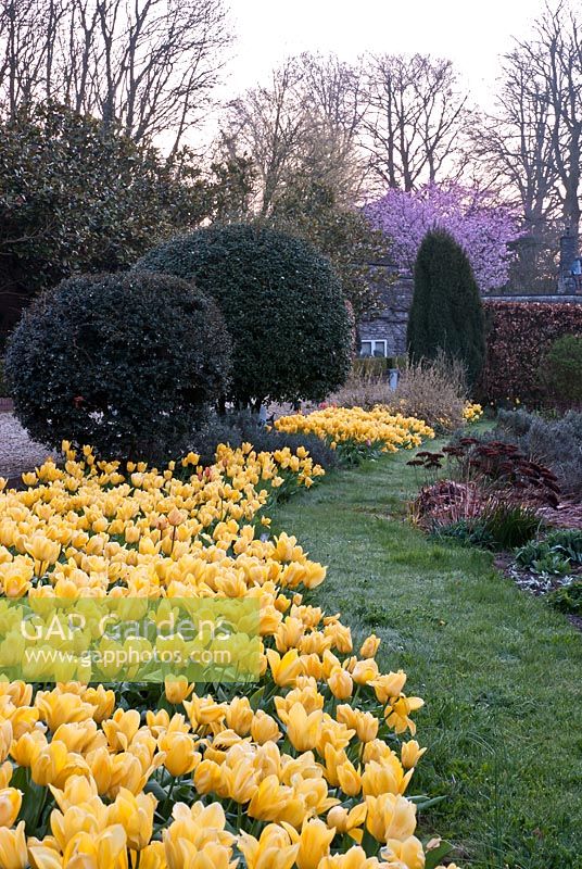 Bed of yellow Tulips in Spring - Ston Easton Park