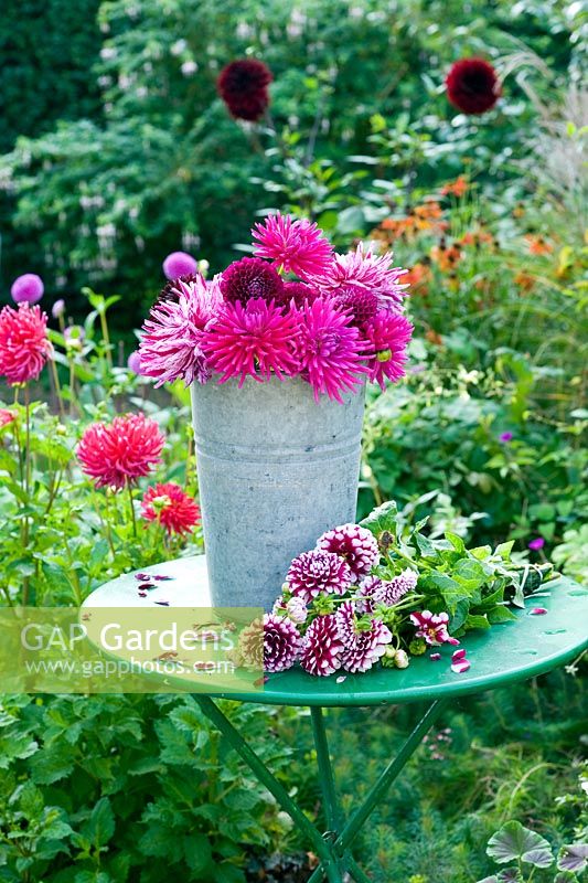 Brightly coloured Dahlias in florist's bucket, displayed on table