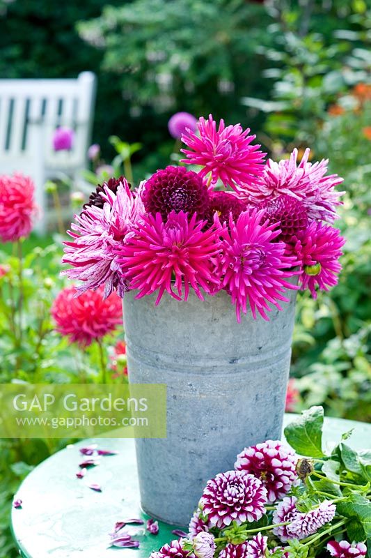Brightly coloured Dahlias in florist's bucket, displayed on table

