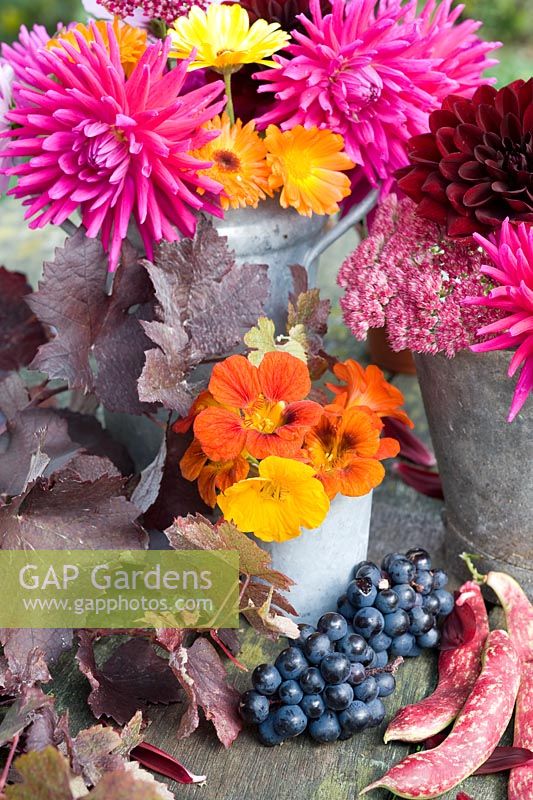 Autumn floral arrangement with Dahlias, Nasturiums, vine foliage and grapes 