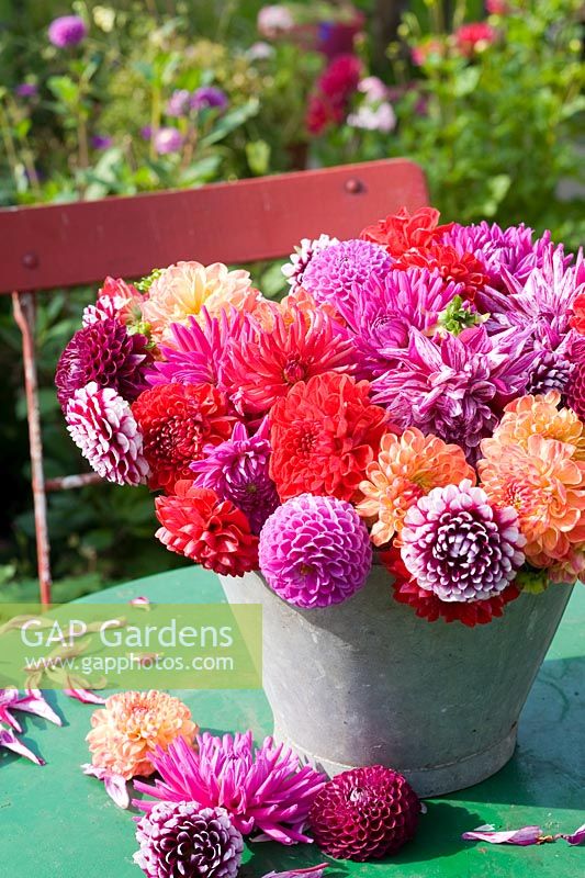 Colourful Dahlias displayed in metal bucket on table