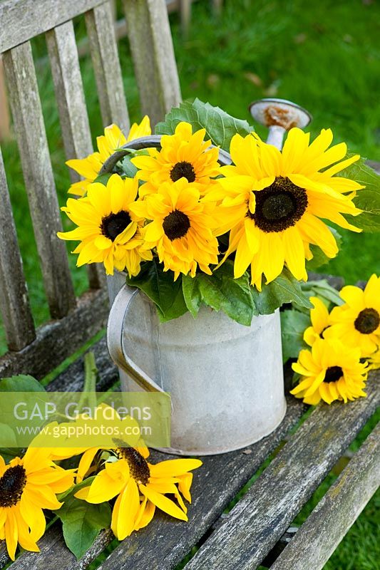 Helianthus annus - Sunflowers in watering can on bench