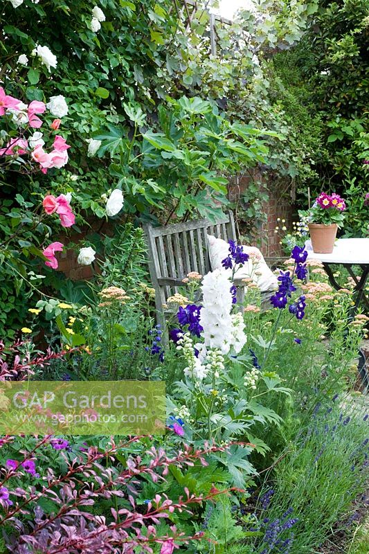 Summer border with climbers, roses  Delphiniums and wooden bench