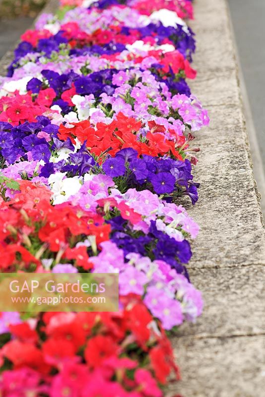 Petunias in reds, pinks and purples planted on the top of a wall