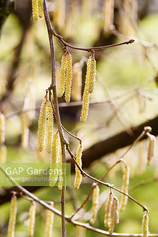 Corylus 'Tonne de Giffon' in early spring with catkins