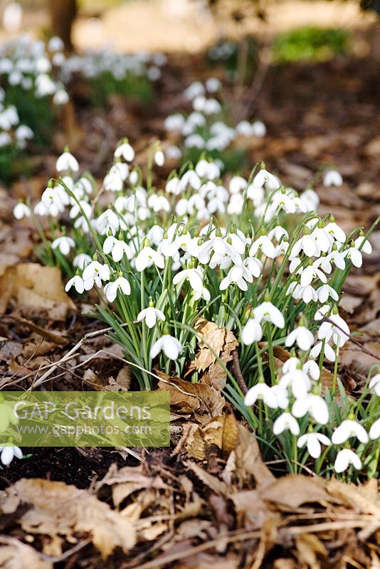 Galanthus 'S. Arnott' growing in wooded area