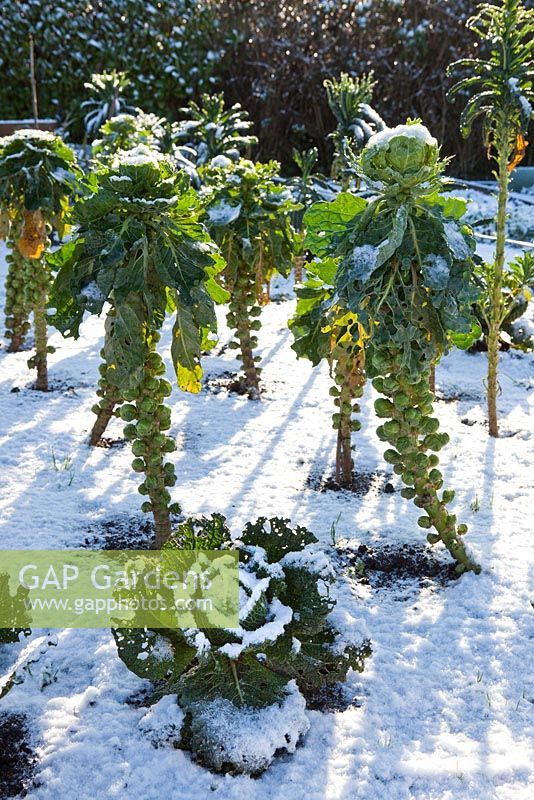Brassicas - Brussel Sprouts left to overwinter