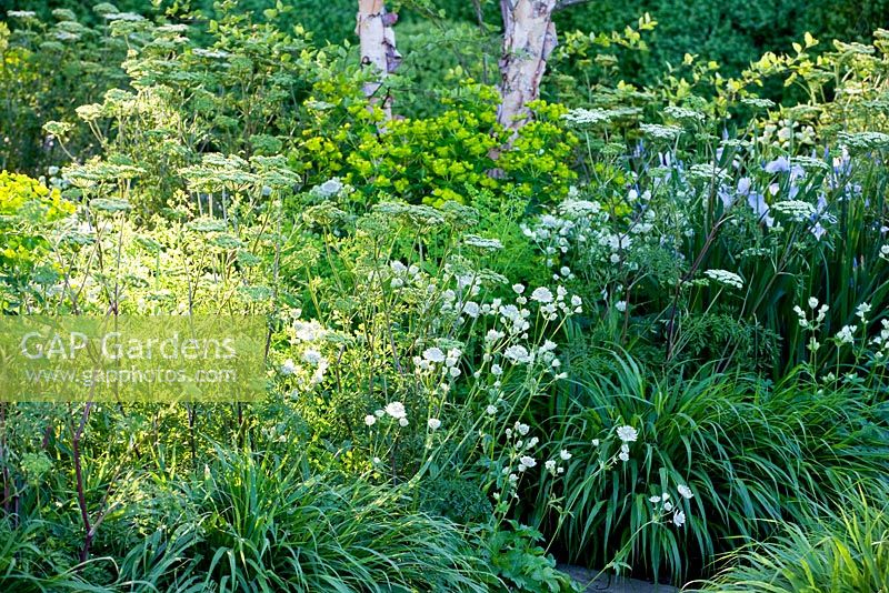 Astrantia major 'White Giant' and Cenolophium denudatum - The Laurent-Perrier Garden, Gold medal winner, RHS Chelsea Flower Show 2010