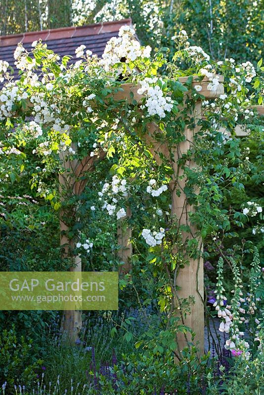 Rosa 'Rambling Rector' growing over wooden pergola - The M and G Garden, Gold medal winner, RHS Chelsea Flower Show 2010

