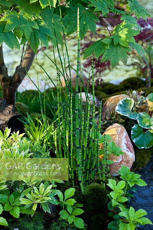 Equisetum - Horsetail growing in small garden pond at RHS Chelsea Flower Show 