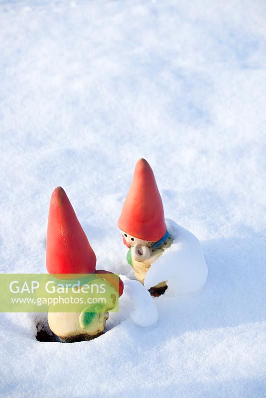 Garden gnomes in snow 
