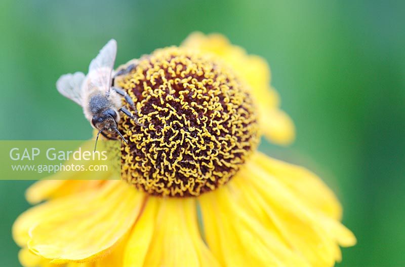 Apis mellifera - Common Honeybee feeding on Helenium 'Pipsqueek'