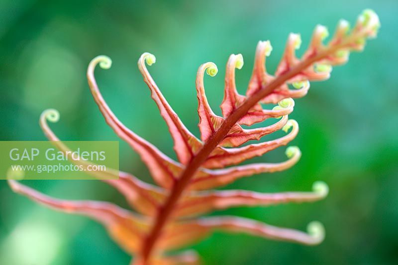 Lygodium microphyllum - Small-leaf climbing fern