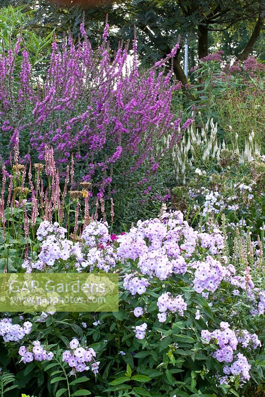 Late border with Phlox, Lythrum and Persicaria amplexicaulis 