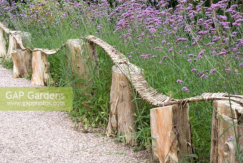 Verbena bonariensis with tree stumps and woven fence by gravel path at Ness Botanical Gardens, Cheshire