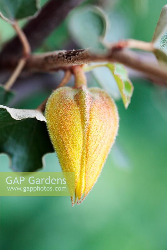 Fremontodendron californicum - California Flannel Bush 