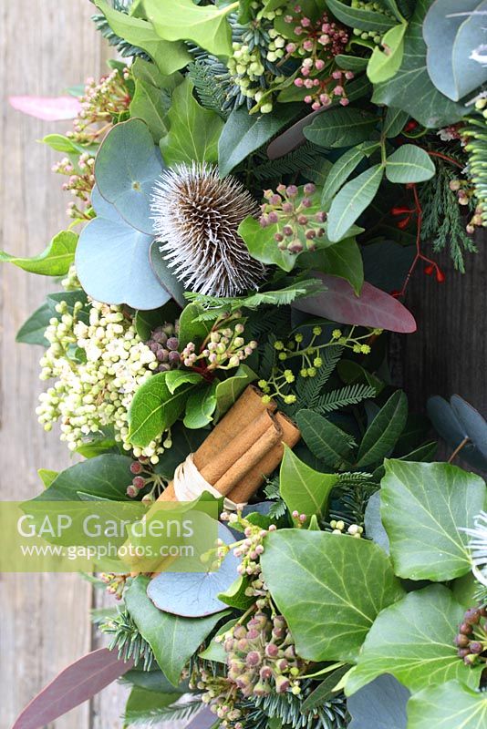 Christmas wreath made from Viburnum flowers, teasel seedheads, cinnamon sticks, ivy and Eucalyptus foliage, hanging from rustic door 