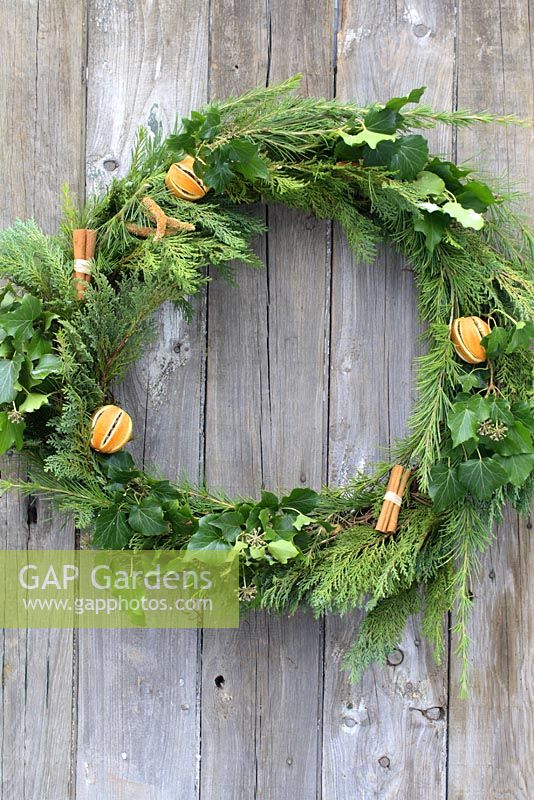 Christmas wreath made with dried oranges, cinnamon sticks, ivy and conifer foliage, hanging from rustic door 