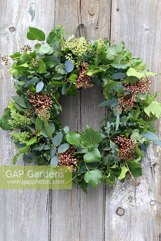 Christmas wreath made from Viburnum, ivy and Eucalyptus foliage, hanging from rustic door 