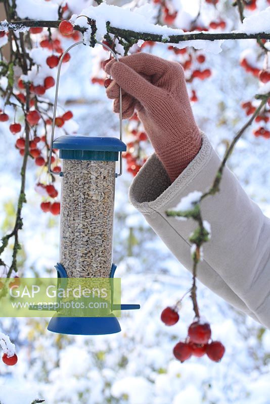 Hanging up a bird feeder with sunflower hearts in a crab apple tree in winter 