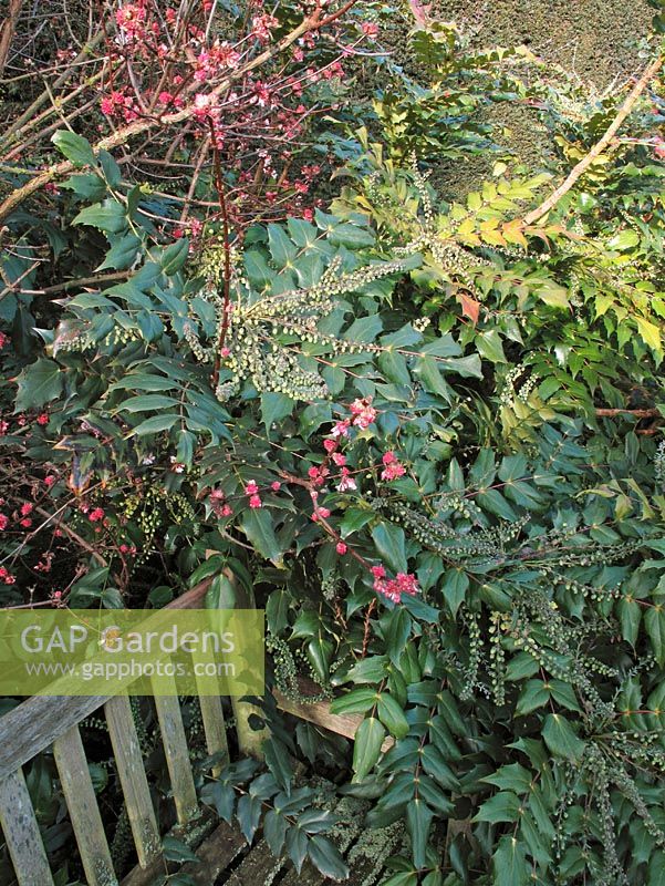 Scented winter flowering shrubs next to a wooden bench - Mahonia japonica with Viburnum x bodnantense                               