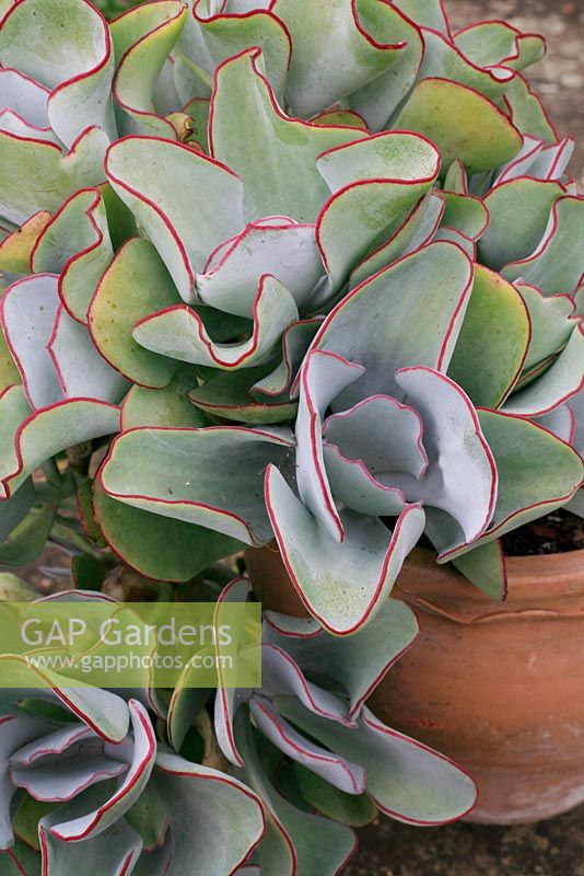 Cotyledon orbiculata 'Silver Waves' growing in a terracotta pot 