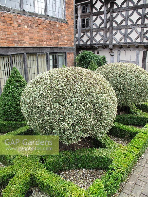 Clipped, variegated Rhamnus alaternus 'Argenteovariegata', set in a pattern of clipped box hedging that reflects the pattern on the timber building behind - Lord Leycester Hospital, Warwick                               