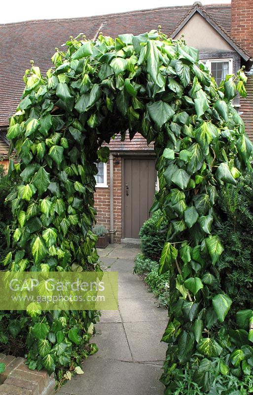 Hedera colchica 'Sulphur Heart' climbing over archway leading to house                            