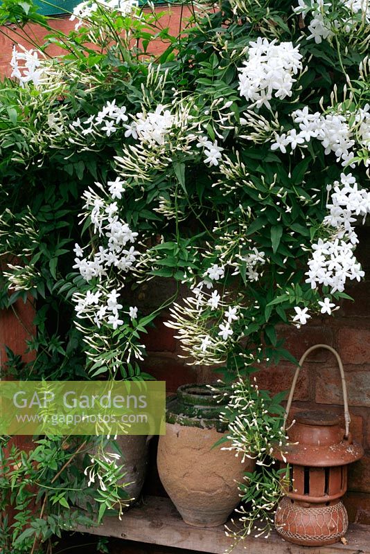 Jasminum polyanthum flowering on a sunny wall in a conservatory