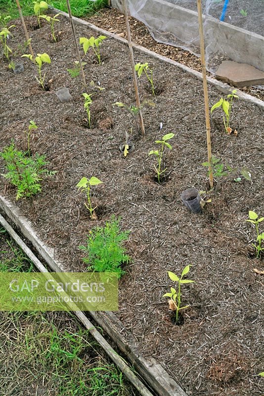 Beans, tomatoes and Tagetes planted in a timber edged bed, mulched with mineralised straw known as 'strulch'
