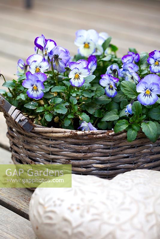 Viola x wittrockiana in Spring basket display 