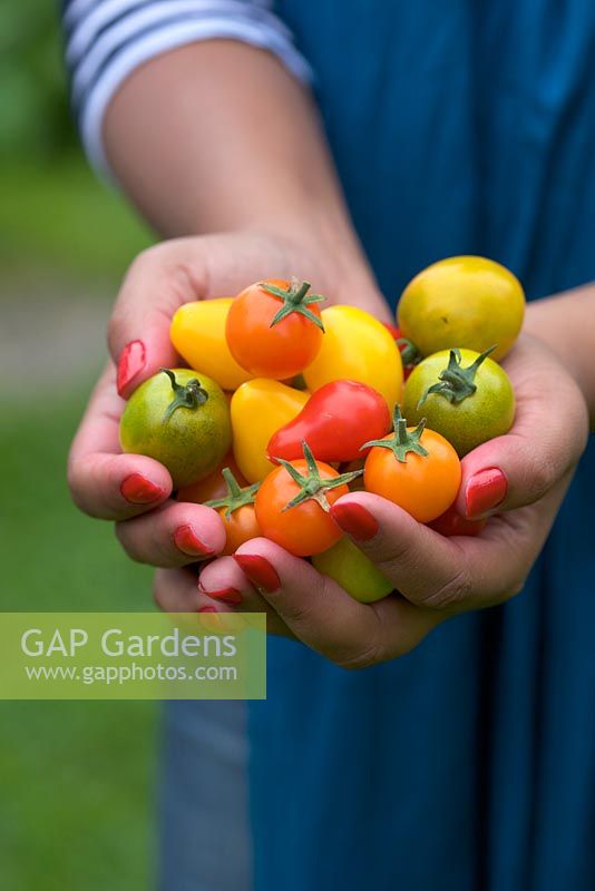 Holding tomatoes in hands - 'Sungold', 'Green Grape', 'Yellow Pearshaped' and 'Red Dwarf Romanian'
