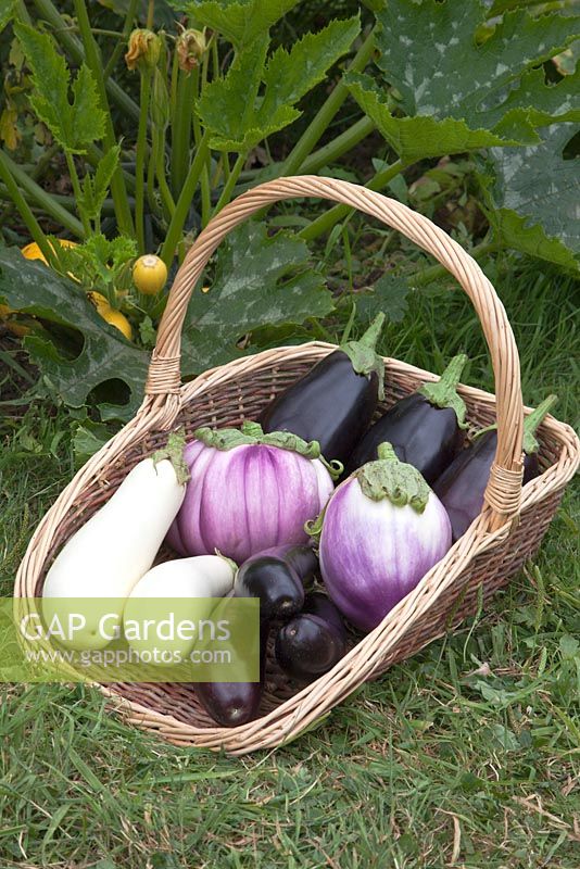 Basket of Aubergines including 'Rosa Blanca', 'Bonica' and 'Snowy'
