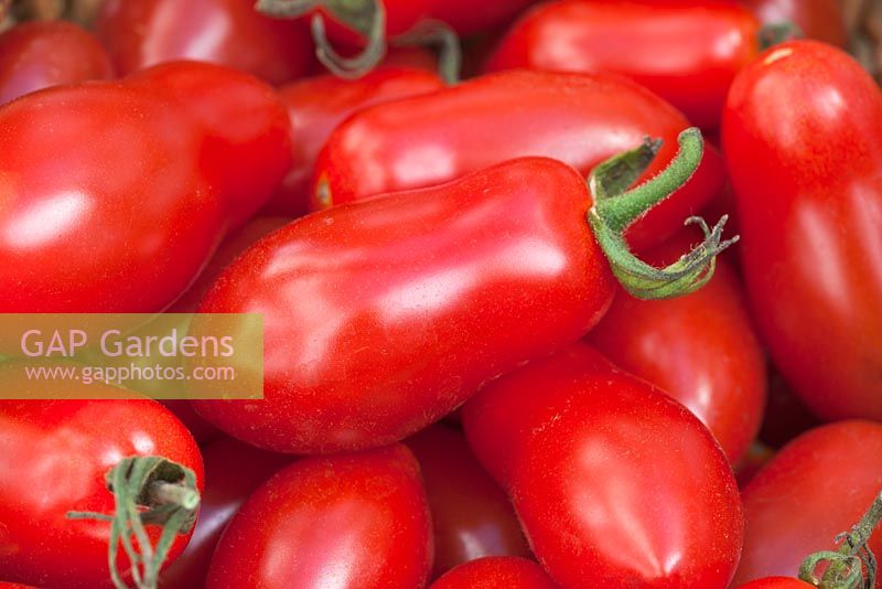 Mini plum tomatoes 'Apero'