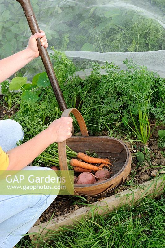 Female gardener with trug of fresh carrots and potatoes, showing carrot crop under enviromesh - anti carrot fly netting