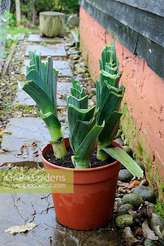 Leeks stored in plastic pot ready for kitchen use, November