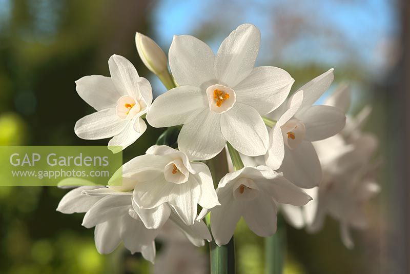 Narcissus papyraceus recurvus - Paperwhite  Daffodil in November 

